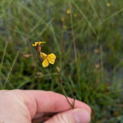 Goodenia paniculata (Branched Goodenia) at Callala Bay, NSW - 15 Jan 2024 by WalterEgo