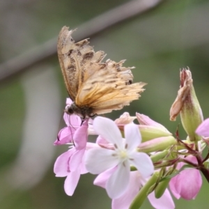 Heteronympha merope at Point Hut to Tharwa - 15 Jan 2024