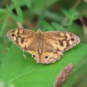 Heteronympha merope at Point Hut to Tharwa - 15 Jan 2024