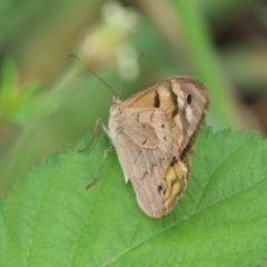 Heteronympha merope at Point Hut to Tharwa - 15 Jan 2024