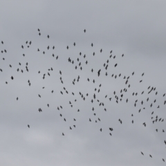 Phalacrocorax sulcirostris (Little Black Cormorant) at Gordon, ACT - 15 Jan 2024 by RodDeb