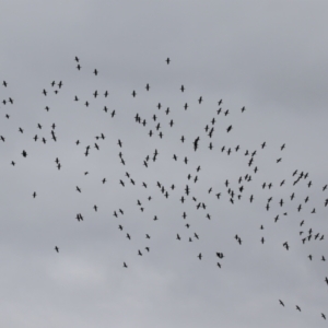 Phalacrocorax sulcirostris at Gordon, ACT - 15 Jan 2024 12:23 PM