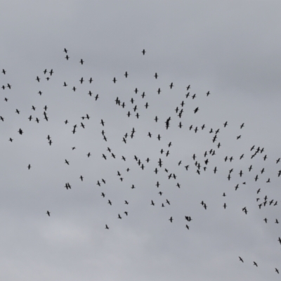 Phalacrocorax sulcirostris (Little Black Cormorant) at Gordon, ACT - 15 Jan 2024 by RodDeb