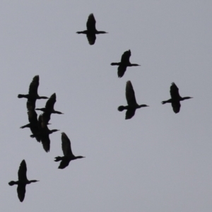 Phalacrocorax sulcirostris at Gordon, ACT - 15 Jan 2024 12:23 PM