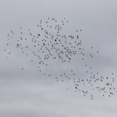 Phalacrocorax sulcirostris at Gordon, ACT - 15 Jan 2024 12:23 PM