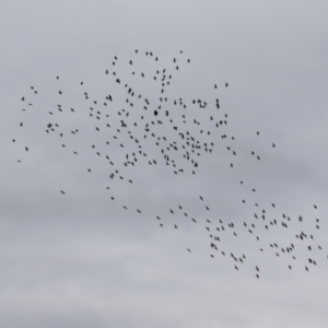 Phalacrocorax sulcirostris at Gordon, ACT - 15 Jan 2024