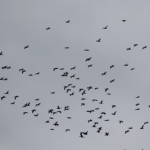 Phalacrocorax sulcirostris at Gordon, ACT - 15 Jan 2024 12:23 PM