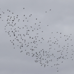 Phalacrocorax sulcirostris at Gordon, ACT - 15 Jan 2024 12:23 PM