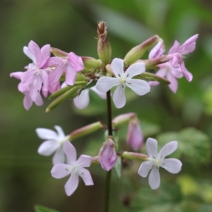 Saponaria officinalis at Point Hut to Tharwa - 15 Jan 2024 01:26 PM