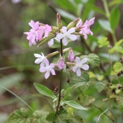 Saponaria officinalis at Point Hut to Tharwa - 15 Jan 2024 01:26 PM