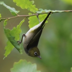 Zosterops lateralis (Silvereye) at Gordon, ACT - 15 Jan 2024 by RodDeb