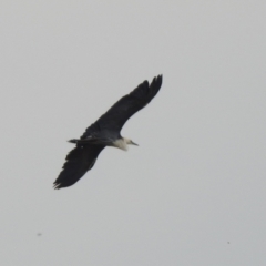 Ardea pacifica (White-necked Heron) at Gordon, ACT - 15 Jan 2024 by RodDeb