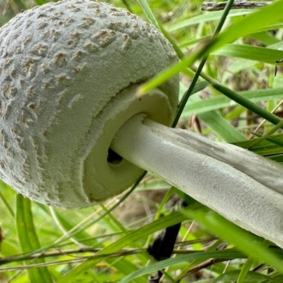 Macrolepiota sp. at Denman Prospect, ACT - 15 Jan 2024 by KMcCue