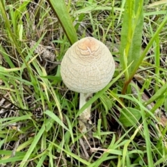 Macrolepiota sp. at Denman Prospect, ACT - 15 Jan 2024 11:39 AM