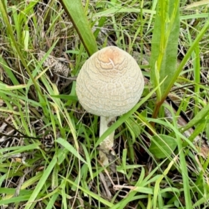 Macrolepiota sp. at Denman Prospect, ACT - 15 Jan 2024 11:39 AM