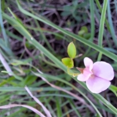 Grona varians at Franklin Grassland (FRA_5) - 13 Jan 2024