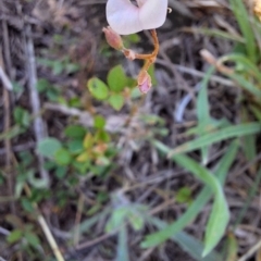 Grona varians at Franklin Grassland (FRA_5) - 13 Jan 2024