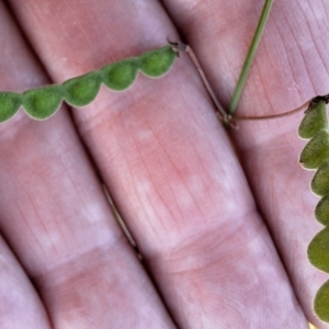 Grona varians at Franklin Grassland (FRA_5) - 13 Jan 2024