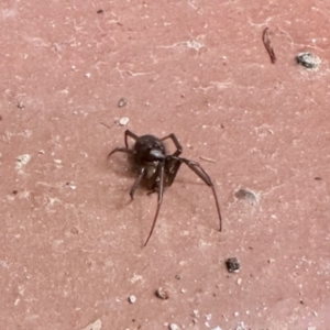 Steatoda grossa at Aranda, ACT - 14 Jan 2024