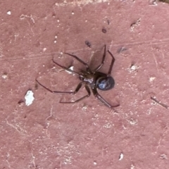 Steatoda grossa at Aranda, ACT - 14 Jan 2024