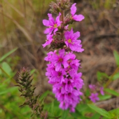 Lythrum salicaria (Purple Loosestrife) at Anembo, NSW - 15 Jan 2024 by Csteele4