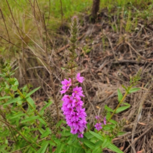 Lythrum salicaria at Anembo, NSW - 15 Jan 2024