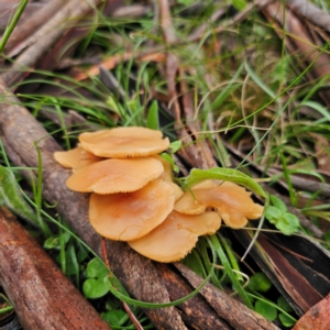 Rhodocollybia sp. at Tinderry, NSW - 15 Jan 2024