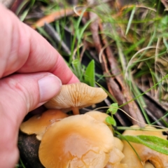 Rhodocollybia sp. at Tinderry, NSW - 15 Jan 2024 04:19 PM