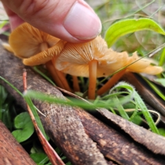 Rhodocollybia sp. at Tinderry, NSW - 15 Jan 2024