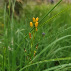 Bulbine bulbosa (Golden Lily, Bulbine Lily) at Tinderry, NSW - 15 Jan 2024 by Csteele4