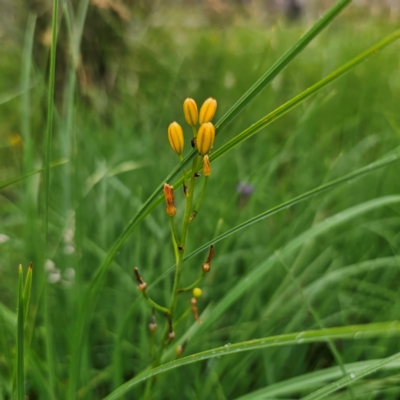 Bulbine bulbosa (Golden Lily, Bulbine Lily) at Tinderry, NSW - 15 Jan 2024 by Csteele4