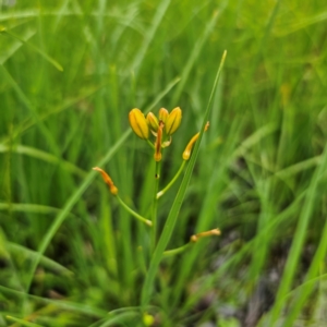 Bulbine bulbosa at Tinderry, NSW - 15 Jan 2024