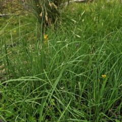 Bulbine bulbosa at Tinderry, NSW - 15 Jan 2024