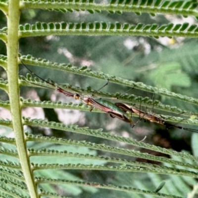 Rayieria acaciae (Acacia-spotting bug) at Aranda, ACT - 14 Jan 2024 by KMcCue