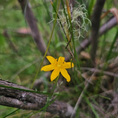 Hypoxis hygrometrica var. hygrometrica (Golden Weather-grass) at Tinderry, NSW - 15 Jan 2024 by Csteele4