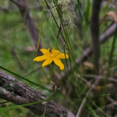 Hypoxis hygrometrica var. hygrometrica at Tinderry, NSW - 15 Jan 2024