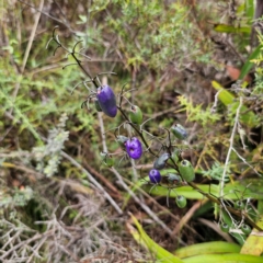 Dianella tasmanica (Tasman Flax Lily) at Tinderry, NSW - 15 Jan 2024 by Csteele4