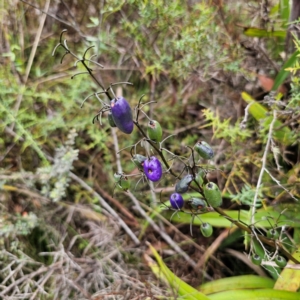 Dianella tasmanica at Tinderry, NSW - 15 Jan 2024