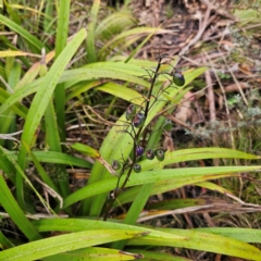 Dianella tasmanica at Tinderry, NSW - 15 Jan 2024