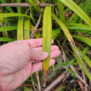 Dianella tasmanica at Tinderry, NSW - 15 Jan 2024