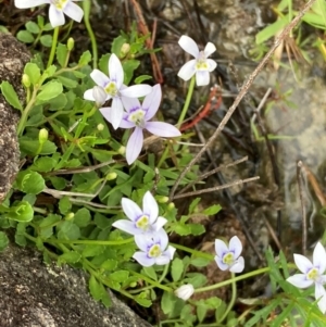 Isotoma fluviatilis subsp. australis at Phillip, ACT - 15 Jan 2024 06:18 PM