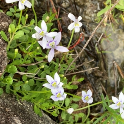 Isotoma fluviatilis subsp. australis (Swamp Isotome) at Phillip, ACT - 15 Jan 2024 by George