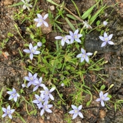 Isotoma fluviatilis subsp. australis at Phillip, ACT - 15 Jan 2024 06:18 PM