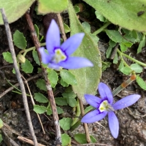 Isotoma fluviatilis subsp. australis at Phillip, ACT - 15 Jan 2024 06:18 PM