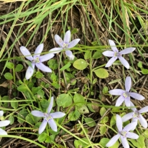 Isotoma fluviatilis subsp. australis at Phillip, ACT - 15 Jan 2024 06:18 PM