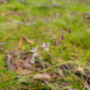 Arthropodium milleflorum at Tinderry, NSW - 15 Jan 2024 03:20 PM