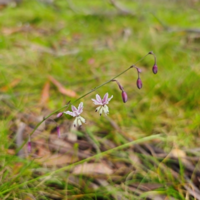 Arthropodium milleflorum (Vanilla Lily) at Tinderry, NSW - 15 Jan 2024 by Csteele4