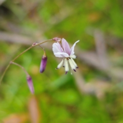 Arthropodium milleflorum at Tinderry, NSW - 15 Jan 2024 03:20 PM