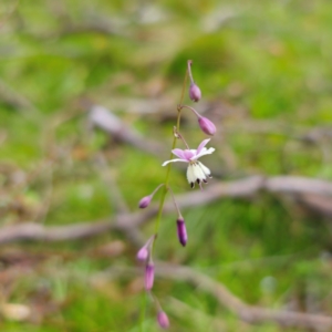 Arthropodium milleflorum at Tinderry, NSW - 15 Jan 2024 03:20 PM