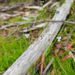 Arthropodium milleflorum at Tinderry, NSW - 15 Jan 2024